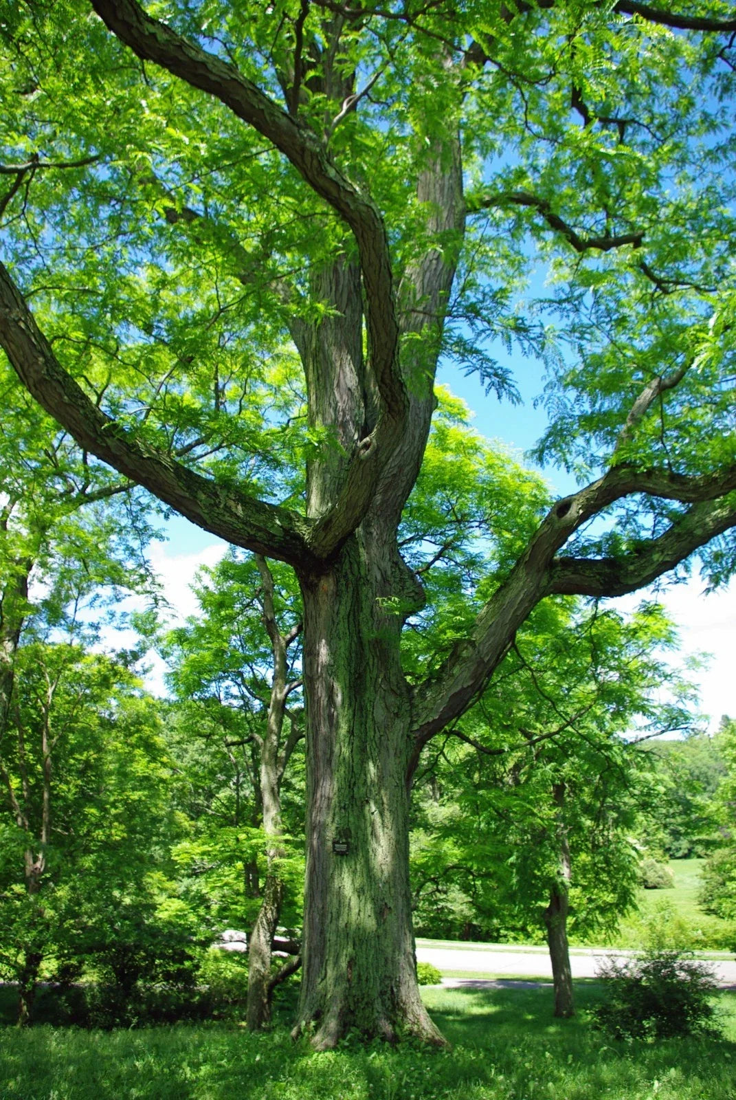 Honey Locust Tree Seeds, 25 Pack, Gleditsia triacanthos, Hardy Landscaping Seeds for Reforestation and Shade