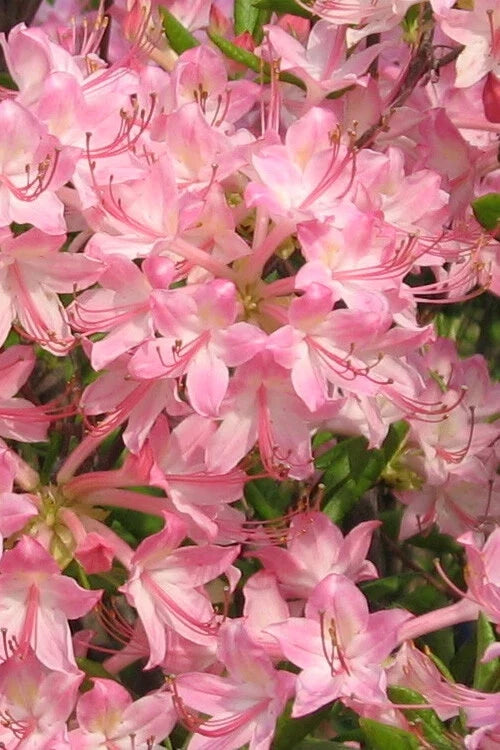 Pink Pearl Azalea Starter Plant, Rhododendron 'Pink Pearl', Deciduous Flowering Bush, Pink Iridescent Blooms