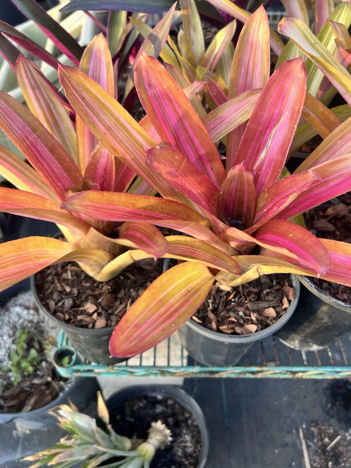 Variegated Neoregelia Bromeliad Plant - Bare Root Tropical Indoor Outdoor Garden Decor