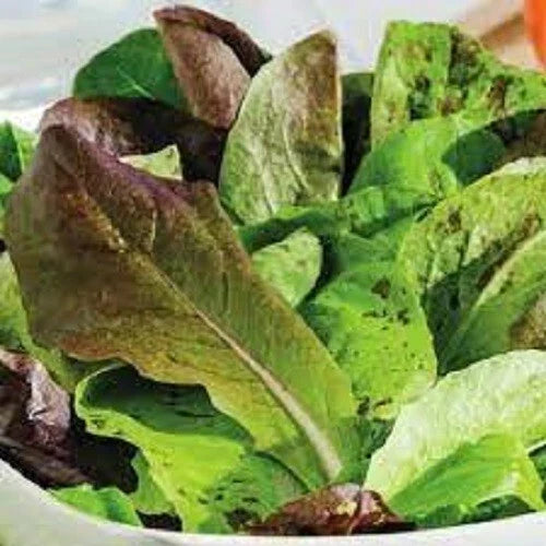 Organic Heirloom Romaine Trio Seeds - Non-GMO Salad Greens for Home Gardening