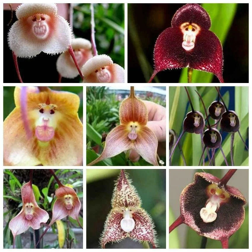 Monkey Face Orchid Seeds Mix - Dracula simia - Unique Epiphytic Orchid for Bonsai & Garden