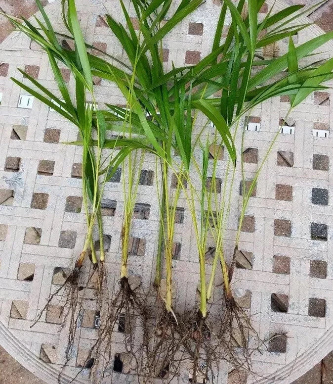 Areca Palm Seedlings 8" Fully Rooted Dypsis lutescens Tropical Indoor Outdoor Plants (Set of 6)