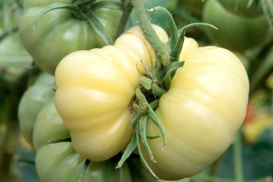 White Wonder Beefsteak Tomato Seeds - 30 Non-GMO Heirloom Seeds