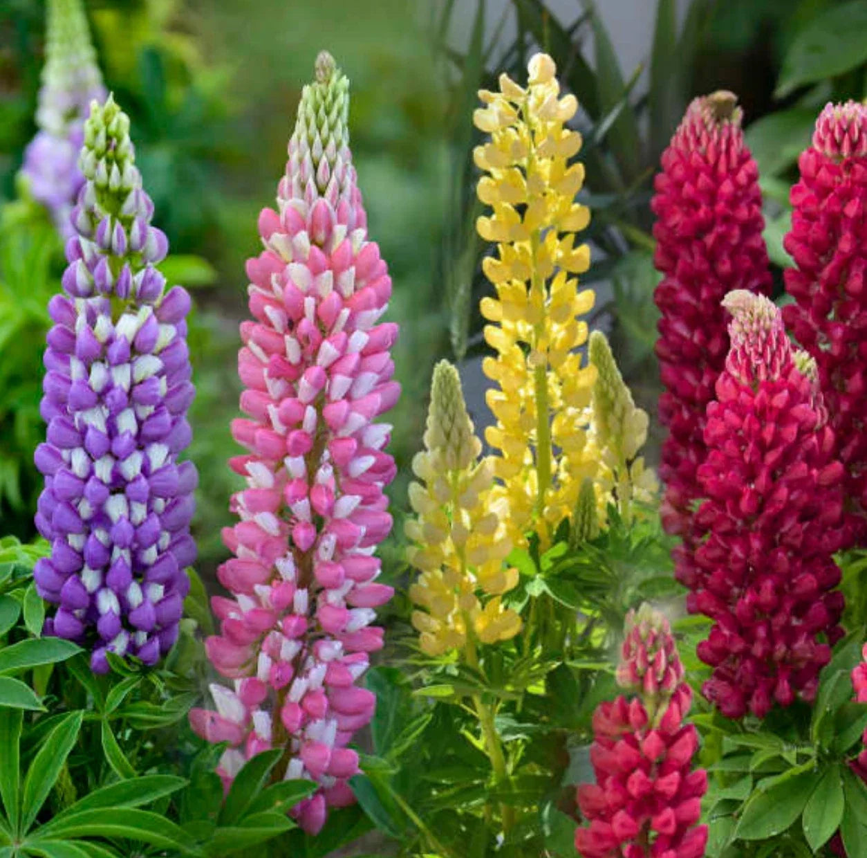 Lupine Starter Plugs 4-Pack | Lupinus polyphyllus | Perennial, Hardy Zones 4a-8b, Full Sun, Mini Extra Mix