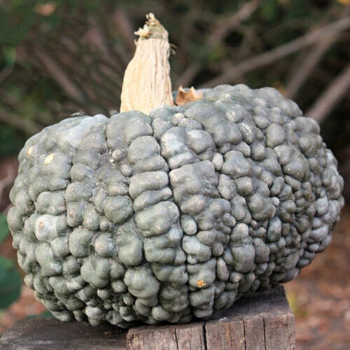 Marina Di Chioggia Squash Seeds - Heirloom Cucurbita maxima, Non-GMO, Bumpy Skinned, 25+ Seeds for Garden Planting