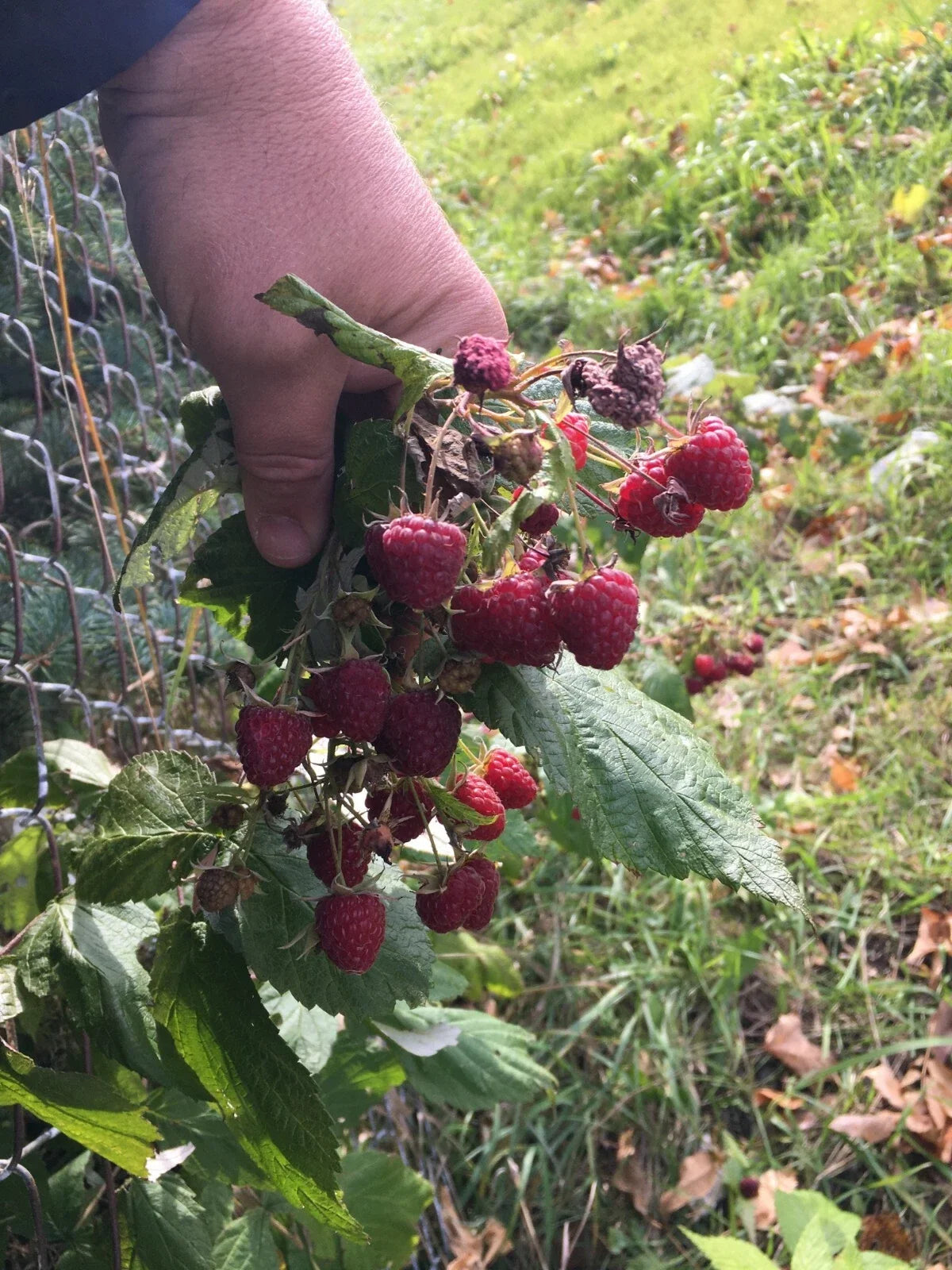 Organic Raspberry & Mint Bushes Plants - Bare Root 5 Pack, Heritage Variety, Perennial, Full Sun, Rubus idaeus & Mentha spp.