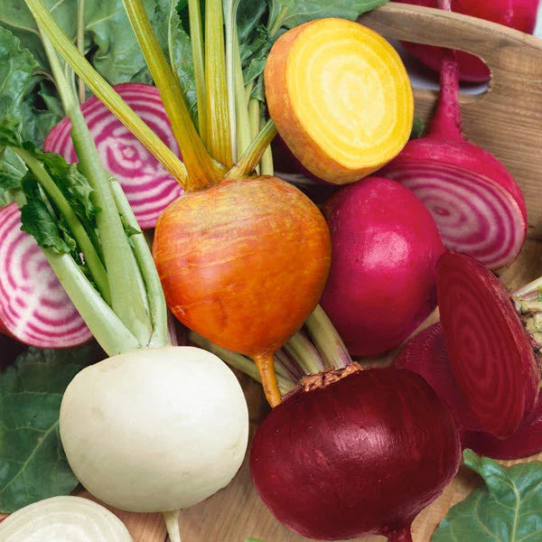 Rainbow Mix Beet Seeds - Detroit Dark Red, Golden, Chioggia & White | Beta vulgaris