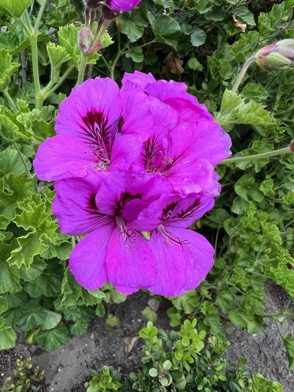 Purple Pelargonium Fancy Regal Geranium Cuttings - 6" Live Plants with Vibrant Purple Blooms