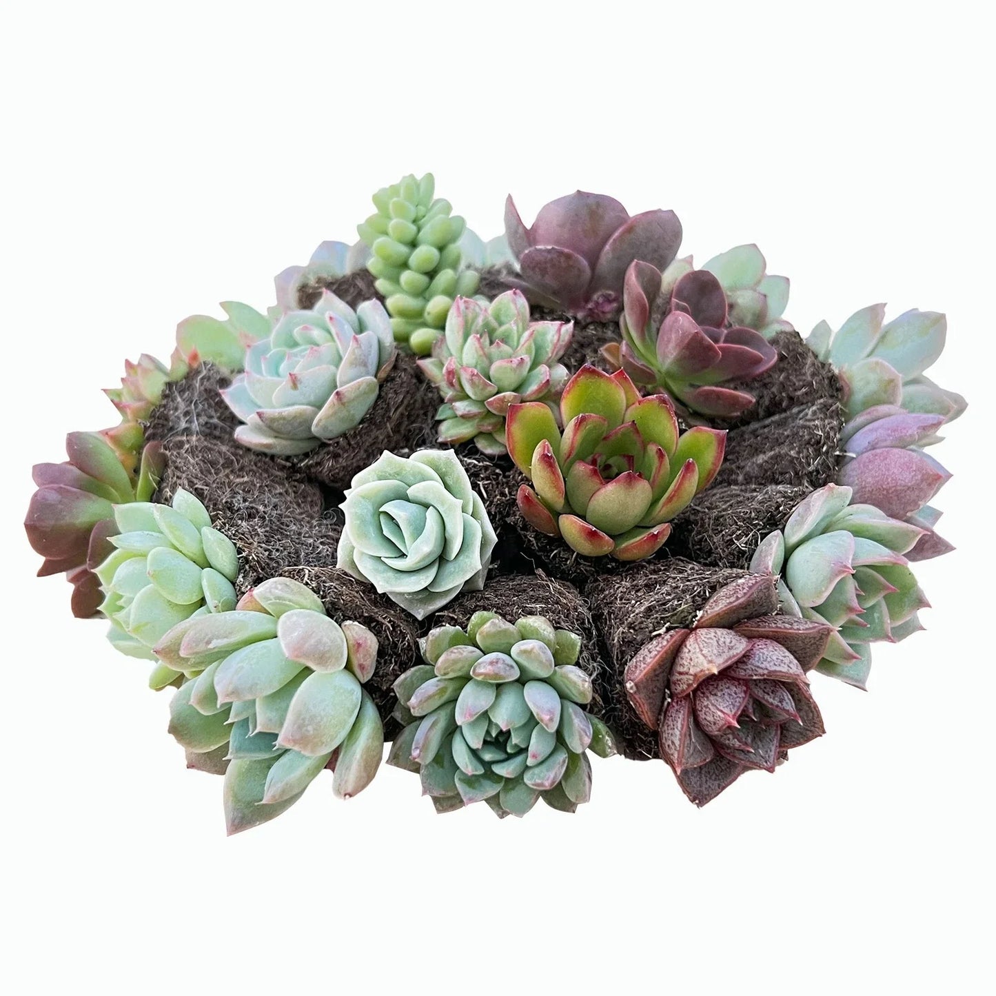 Assorted Succulent Plants Set of 10 Varieties - Live Indoor Outdoor Succulents - Drought-Resistant, Low-Maintenance, No Planter