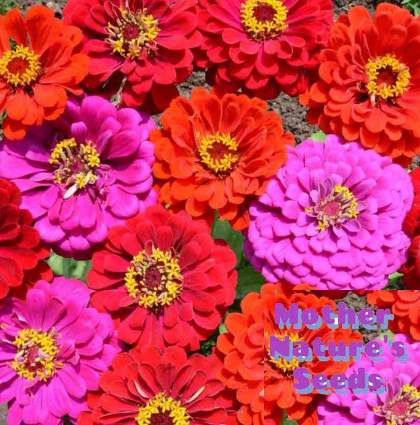 Zinnia Seeds 200 Count - Merlot Fiery Red Purple Blooms - Attracts Hummingbirds & Butterflies - Zinnia elegans