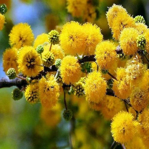 Sweet Acacia Tree Seeds - 10 Pack | Fast Growing Acacia farnesiana