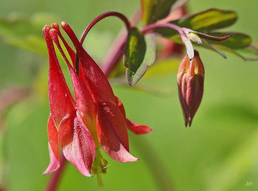 Columbine Seeds - 100 Wild Red Canadian Perennial Seeds - Aquilegia canadensis