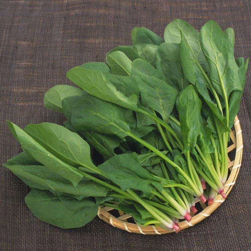 Big Round Leaf Spinach Seeds - Giant Noble Spinach - Vegetable Seeds for Home Garden - 200+ Non-GMO Seeds