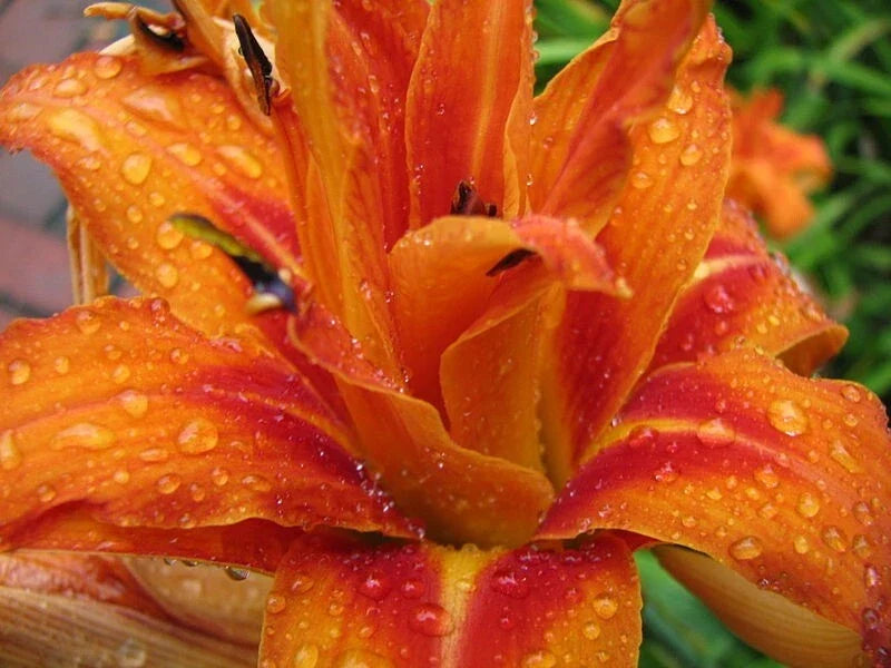 Kwanso Daylily Live Plants - 5 Bare Root Established Plants - Vibrant Orange Flowers - Hemerocallis fulva 'Kwanso'