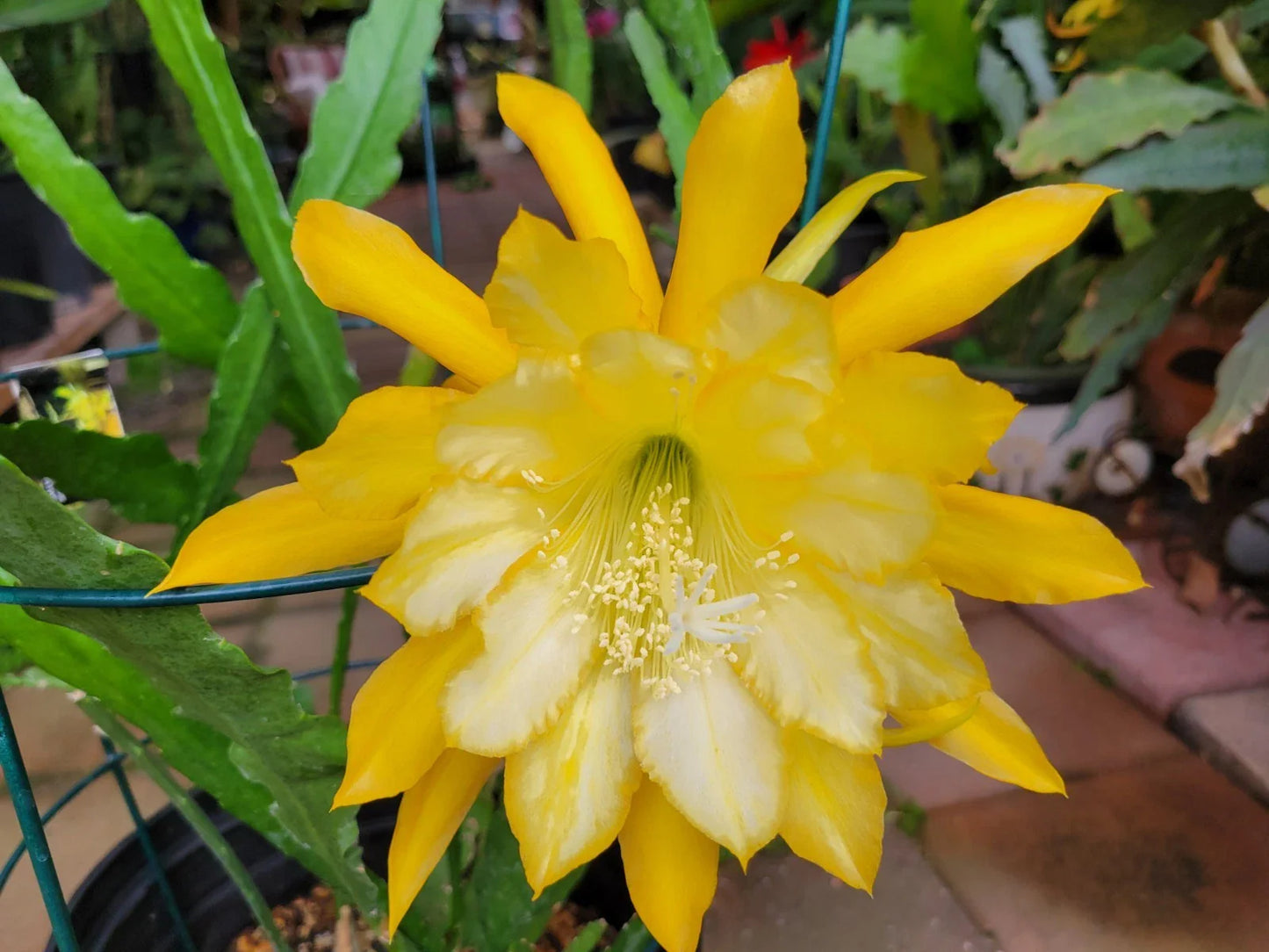 Epiphyllum Cuttings - 8-10 Inches - Going Bananas Variety - Unrooted Epiphyllum spp. Plant for Propagation