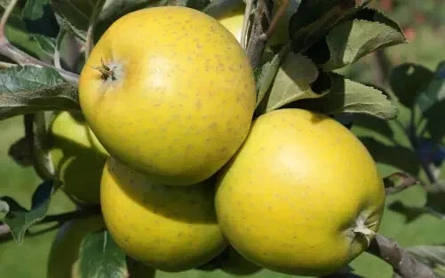 American Mother Apple Seeds - Fruit Tree, Malus domestica, 25+ Non-GMO Seeds for Home Garden & Backyard Orchard