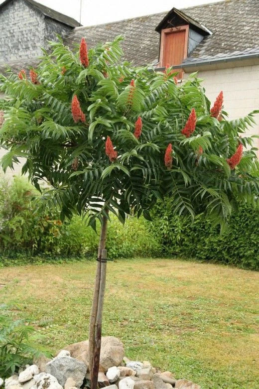 Winged Sumac Seeds - Rhus Glabra Native Shrub, Drought Tolerant, Attractive Foliage, Deciduous Plant, 30+ Seeds for Planting