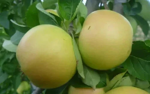 Apple Seeds for Planting - Organic Malus domestica - 25+ Premium Non-GMO Seeds for Home Garden & Orchard