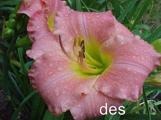 Daylily Plants - 2 Live My Girl Pink Rebloomer - Hardy Hemerocallis 'My Girl' for Borders & Containers