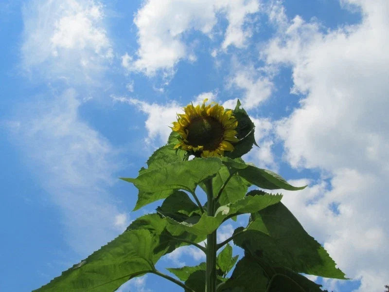 Skyscraper Sunflower Seeds - Pack of 25+ Helianthus annuus Tall Garden Flowers for Pollinators and Cut Flowers
