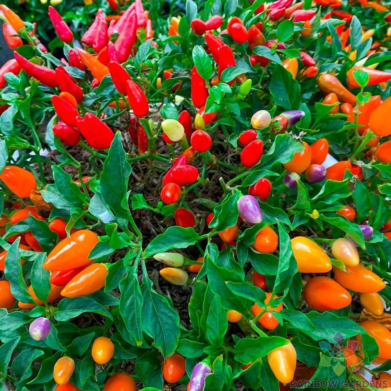 Chinese Ornamental Hot Pepper Seeds - 25+ Pack, Capsicum annuum, Colorful Garden Seeds, Indoor & Outdoor Planting, USA Free Shipping