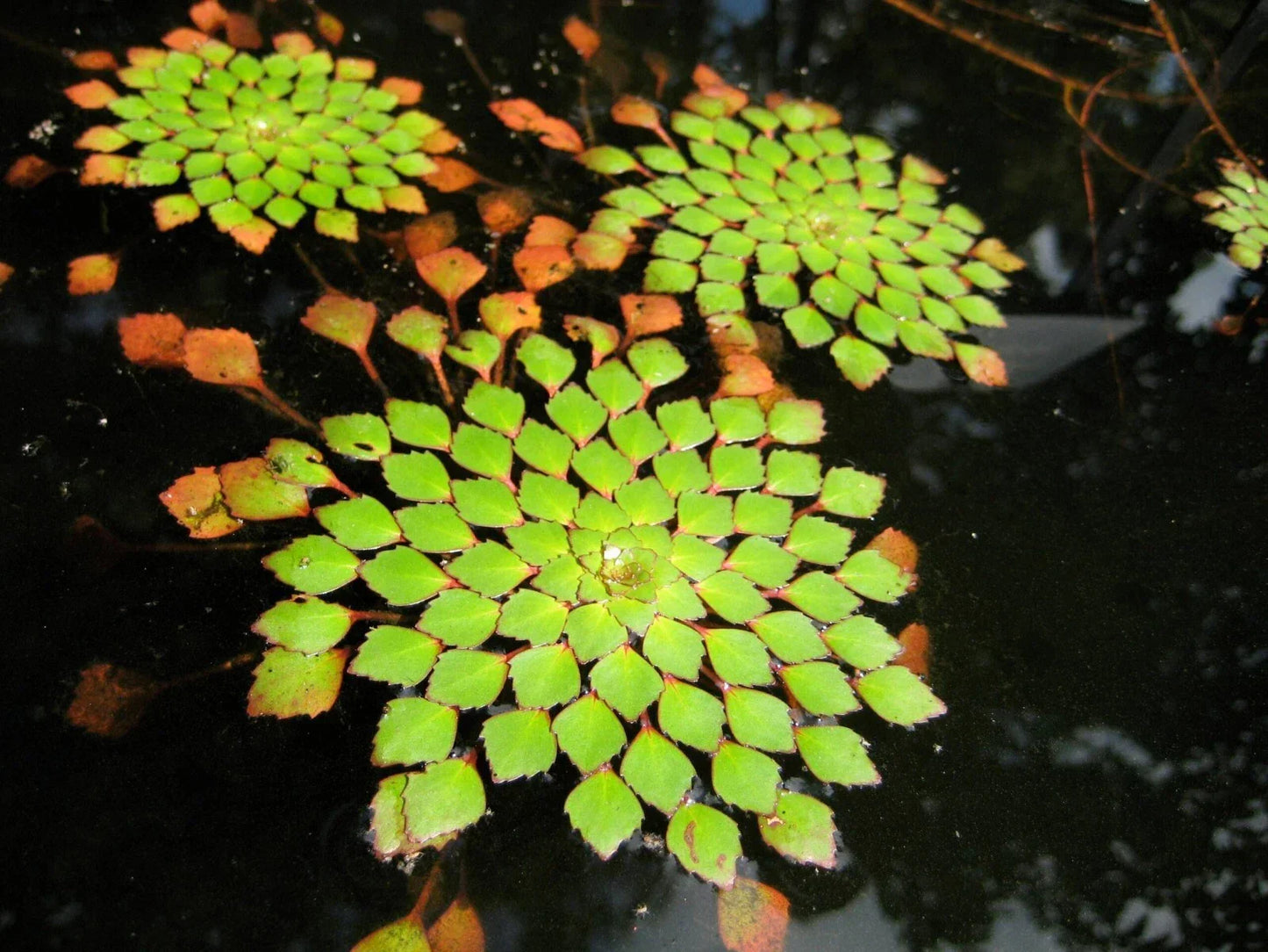 Mosaic Plant Ludwigia Sedioides - Live Aquarium & Pond Aquatic Plant