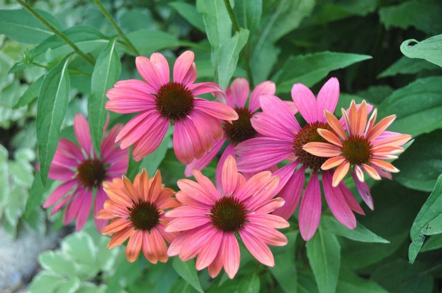 Pink Orange Coneflower Seeds – Echinacea purpurea Perennial Flowers for Garden Planting, Attracts Pollinators, USA Grown