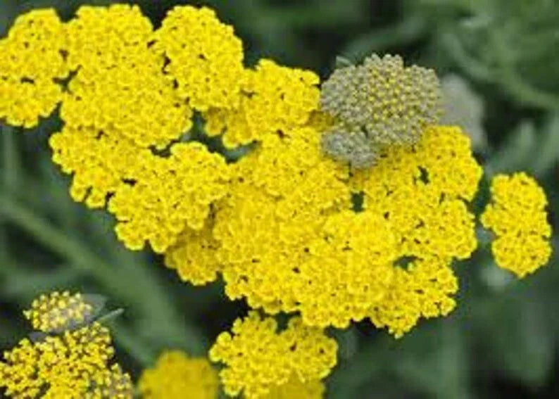 Yarrow Seeds 200 Pack - Yellow Flowering Perennial Herb Achillea millefolium