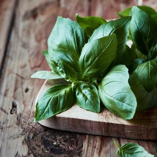 Italian Large Leaf Basil Seeds - Non-GMO, 500 Count, Container Gardening, Ocimum basilicum