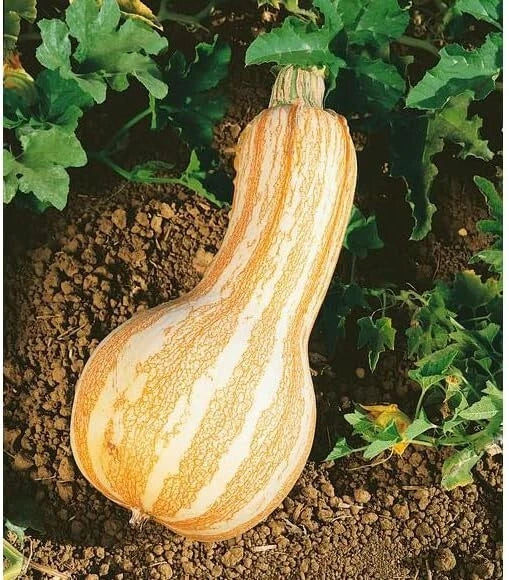 Cushaw Pumpkin Seeds - 10 Pack - Orange Striped Variety - Cucurbita argyrosperma - Heirloom, Decorative & Culinary
