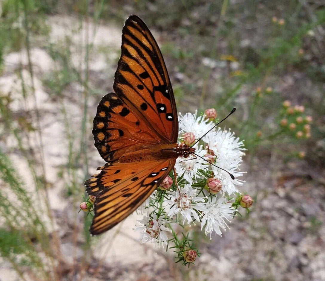 Dalea Pinnata Seeds - 25 Pack - Florida Native Wildflower - Summer Farewell - Gulf Coast Pollinator Plant
