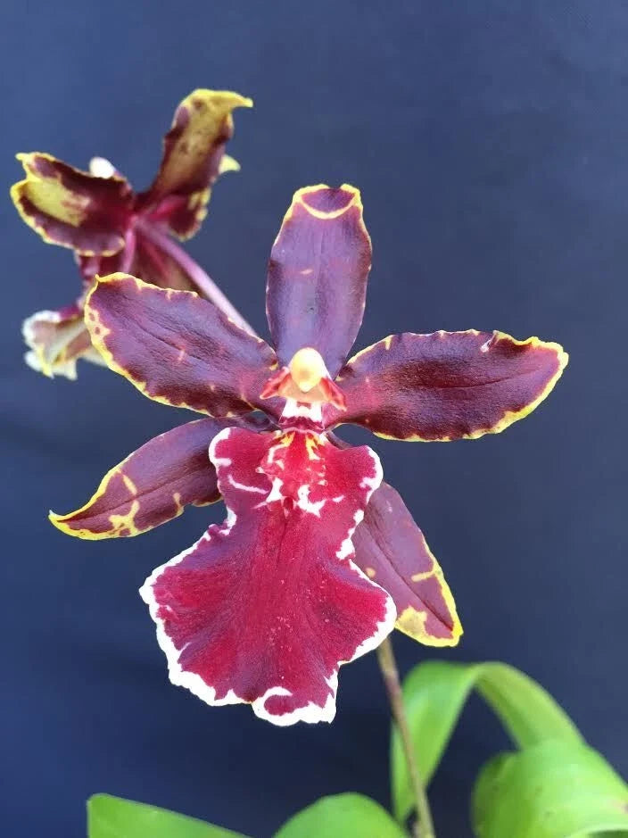 Oncostele Wildcat 'Bobcat' Orchid Plant 2.5" Pot, Bright Yellow with Maroon Spots, Easy Care, Indoor or Shaded Outdoor