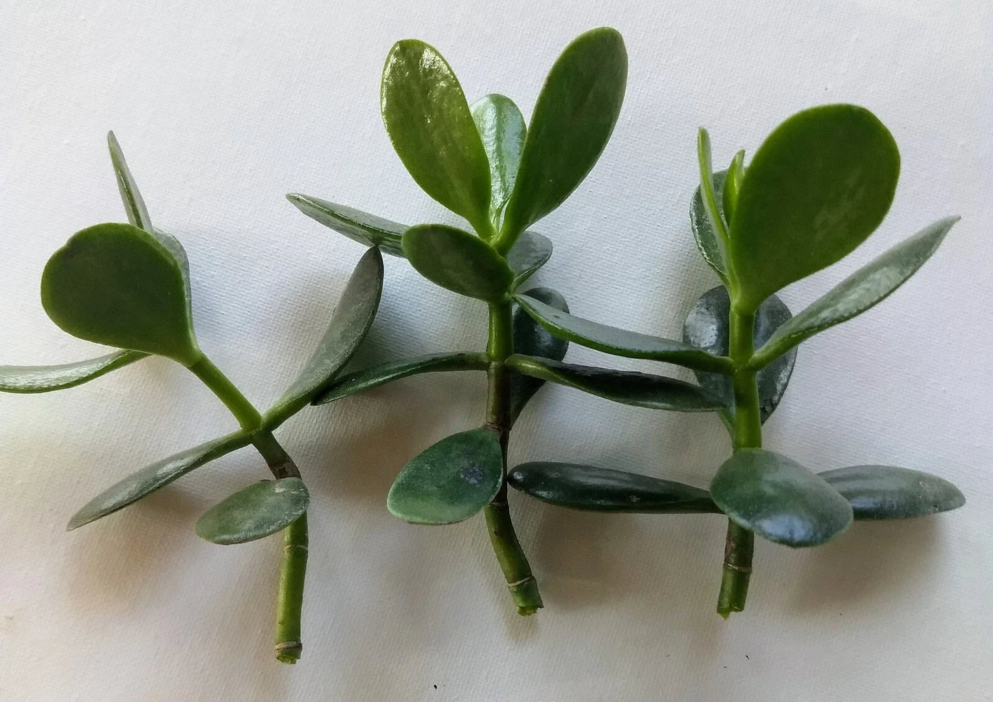 Jade Plant Cutting - Live Crassula ovata Propagation Set - Fresh No Roots Succulent for Indoor Gardening