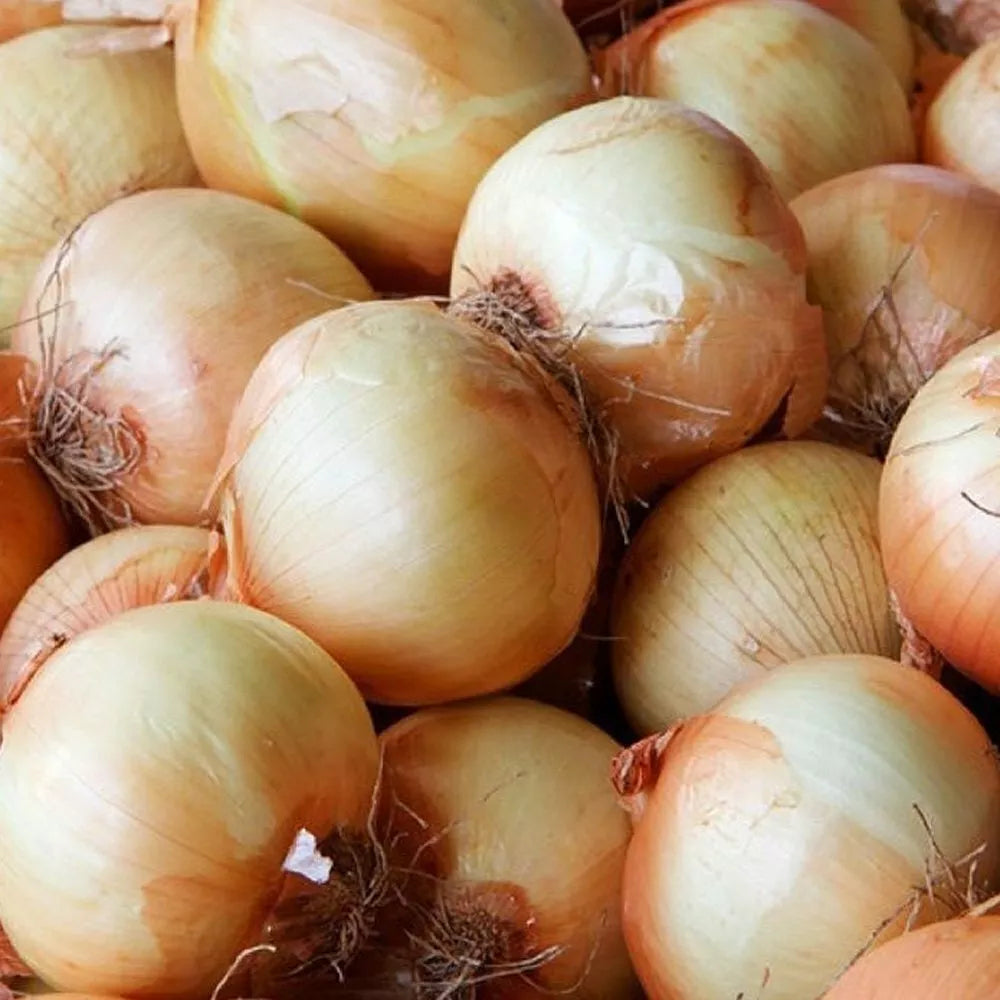 Yellow Spanish Onion Seeds - 200+ Heirloom NON-GMO Sweet Vegetable Seeds for Home Gardening