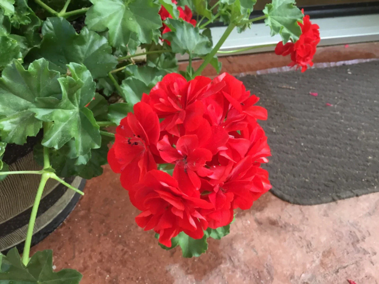 Geranium Cuttings 6 Mountie Red Pelargonium - Vibrant Red Flowers for Gardens & Containers
