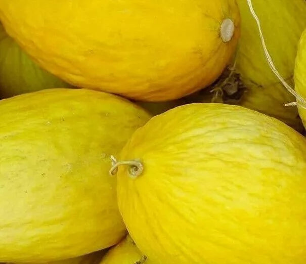 Crenshaw Melon Seeds 50+ Count, Cantaloupe Summer Garden Vine Fruit, Cucumis melo