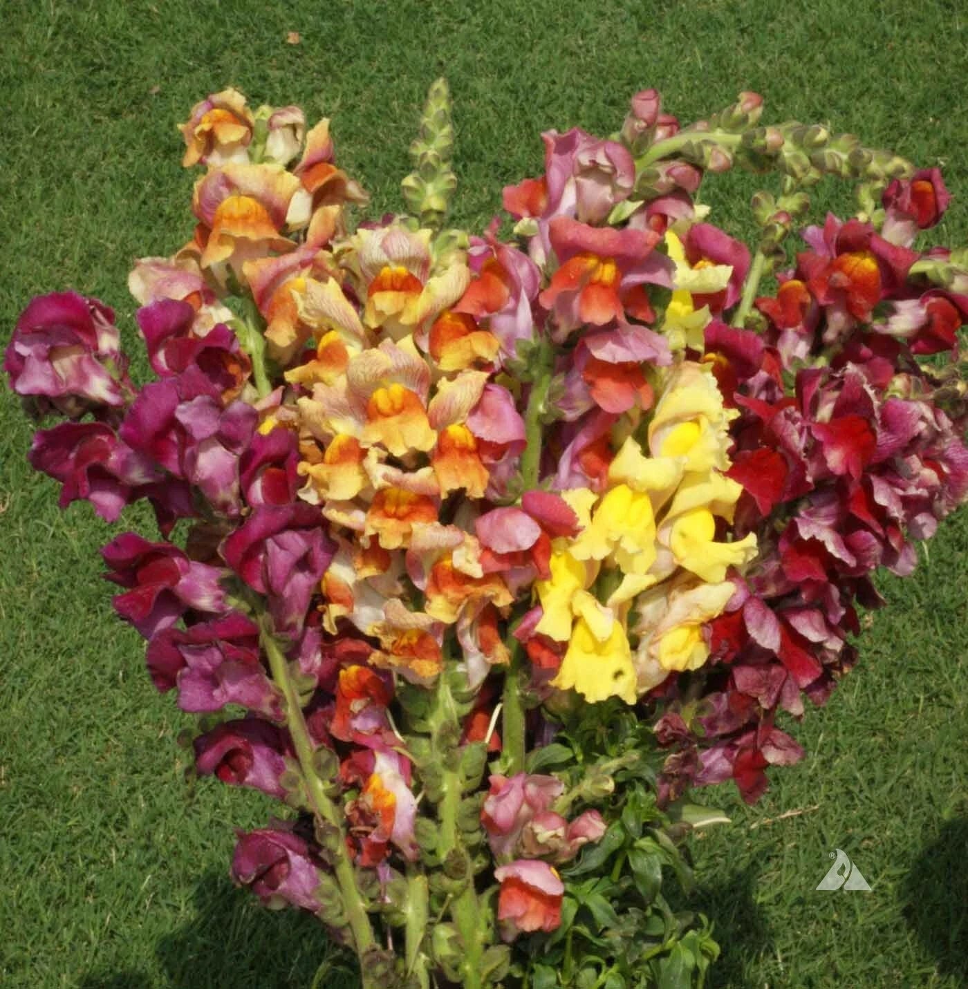 Snapdragon Seeds 500 Count Tetra Mix - Non-GMO Multi-Colored Blooms Antirrhinum majus