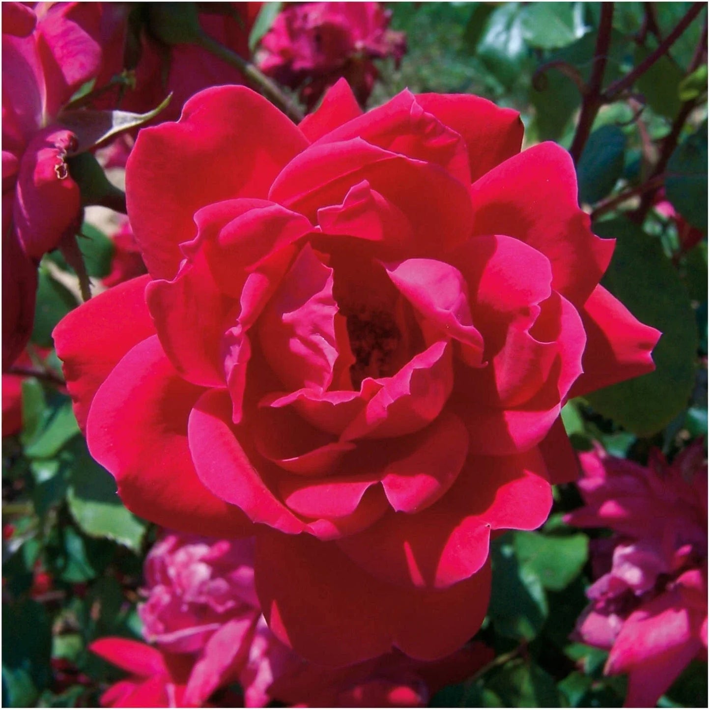 Knock Out Red Rose Bush Cuttings – 3 Unrooted 6" Live Flower Plants – Rosa 'Knock Out' – Disease-Resistant, Low Maintenance, Vibrant Blooms