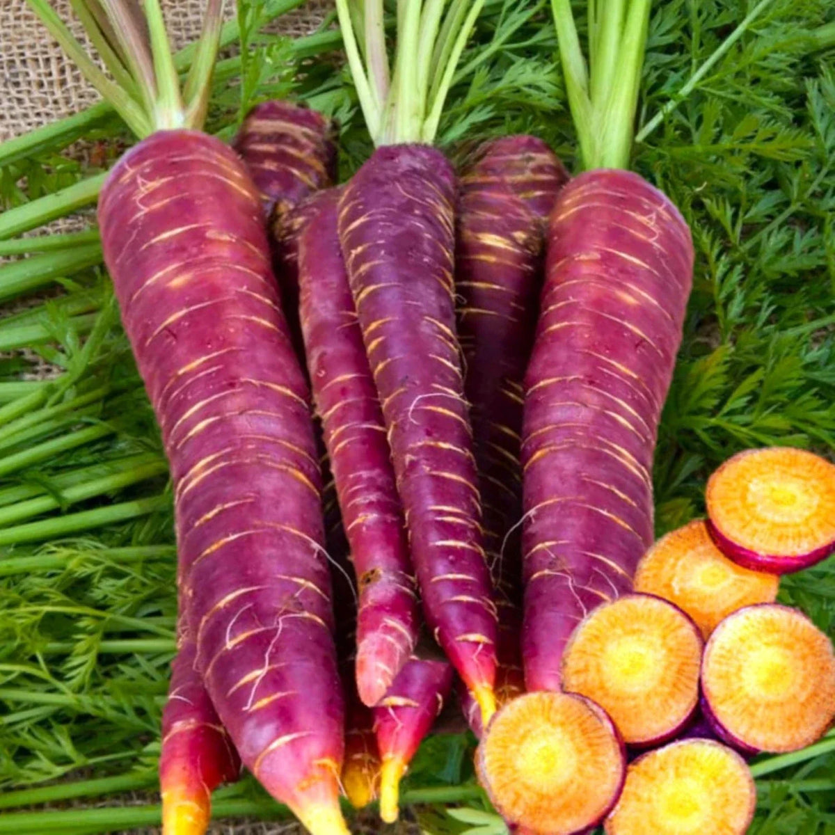 Purple Carrot Seeds - 1000 Non-GMO Heirloom Seeds | Daucus carota