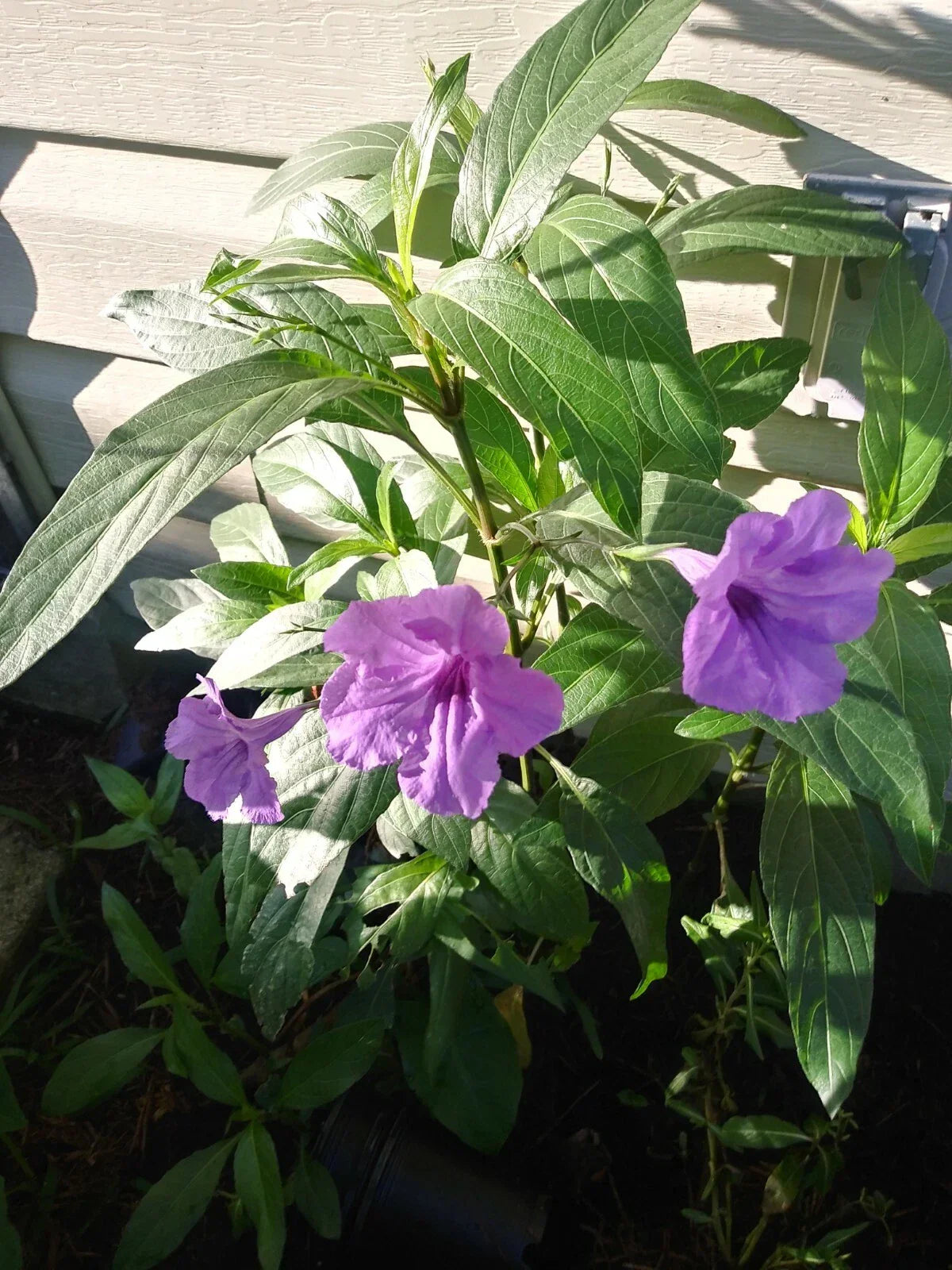 Purple Mexican Petunia Plants - 3 Live Well Potted Ruellia - Active Blooming