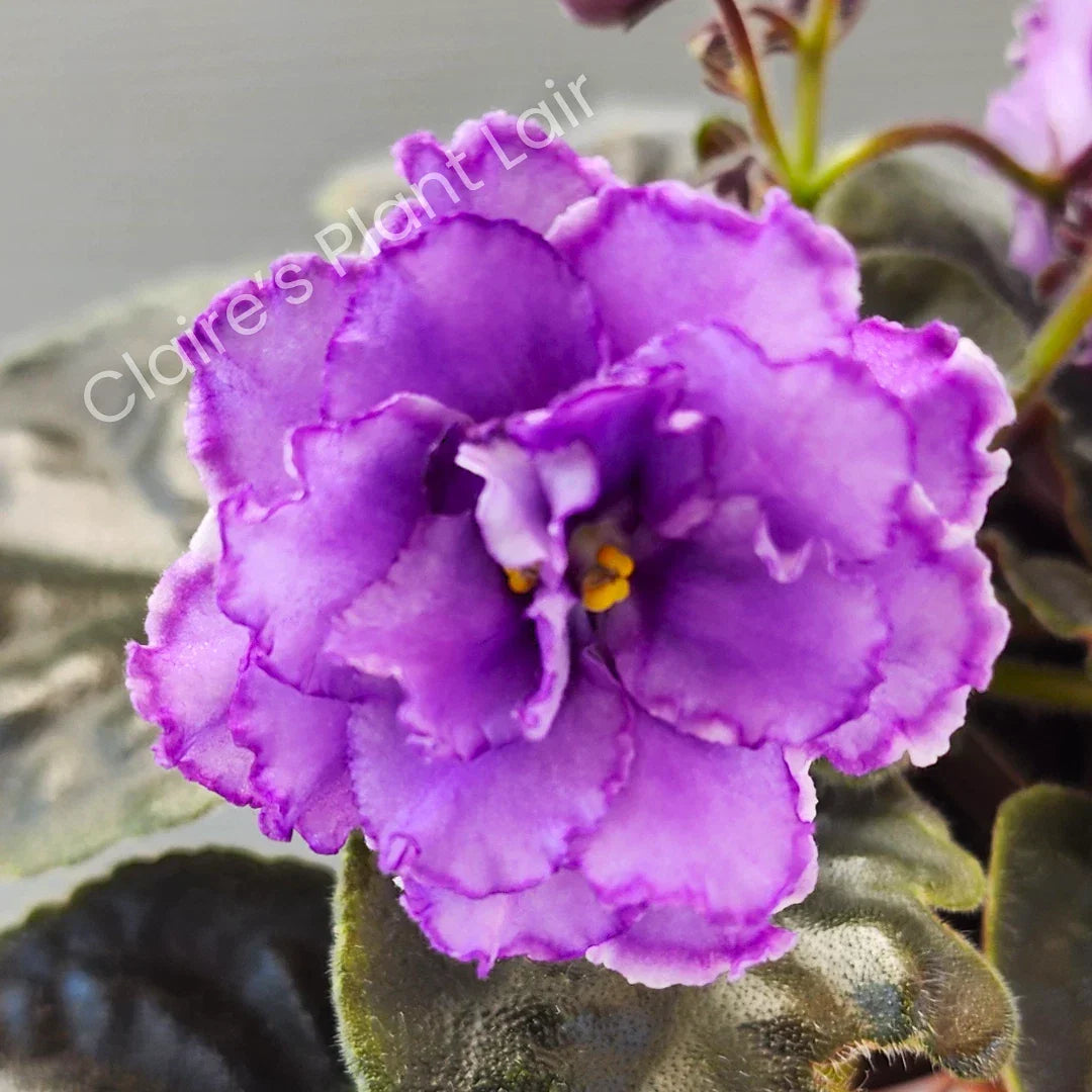 African Violet Leaf Cutting NK-Lilon Lila - Saintpaulia ionantha Indoor Plant