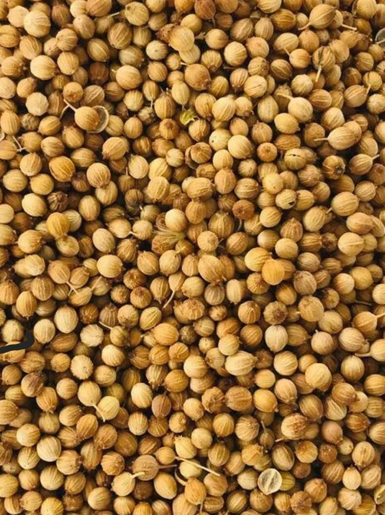 Organic Cilantro Seeds 1000 Count | NON-GMO Heirloom Coriandrum sativum