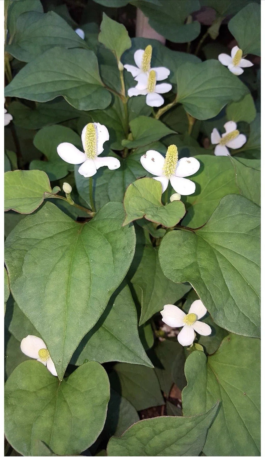 Live Bare Root Fish Mint Plants - 10 Pack Houttuynia Cordata Asian Herb for Culinary Use