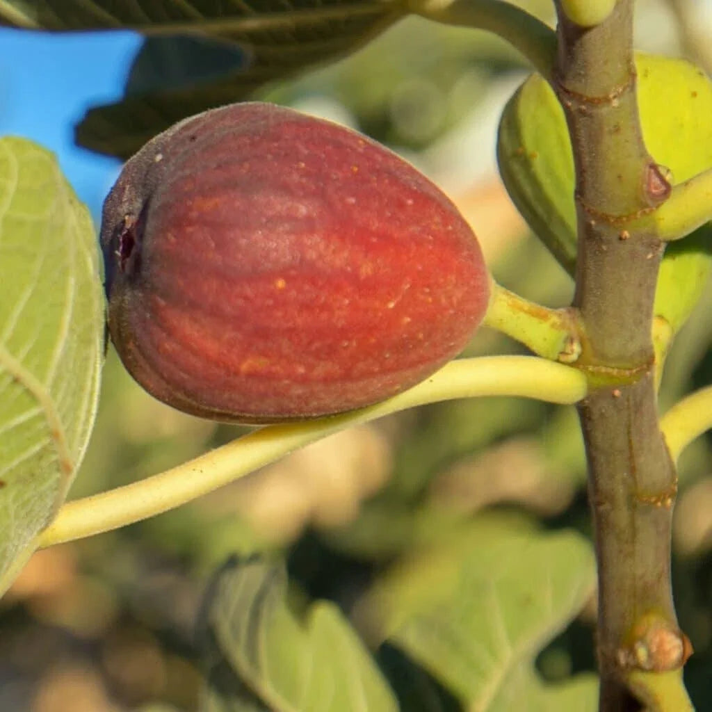 Calimyrna Fig Seeds – 100+ Organic Ficus carica for Garden Planting, Home Gardening & Landscaping