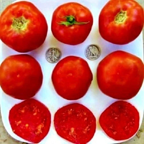 Mule Team Heirloom Tomato Seeds - 25 Fresh Solanum lycopersicum Vegetable Seeds for Home Gardening