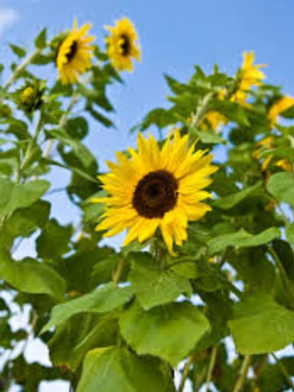 100+ Common Sunflower Seeds - Native Helianthus annuus for Gardens