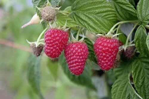 Tulameen Red Raspberry Live Starter Plant - Extra Large Berries - Zones 5-9