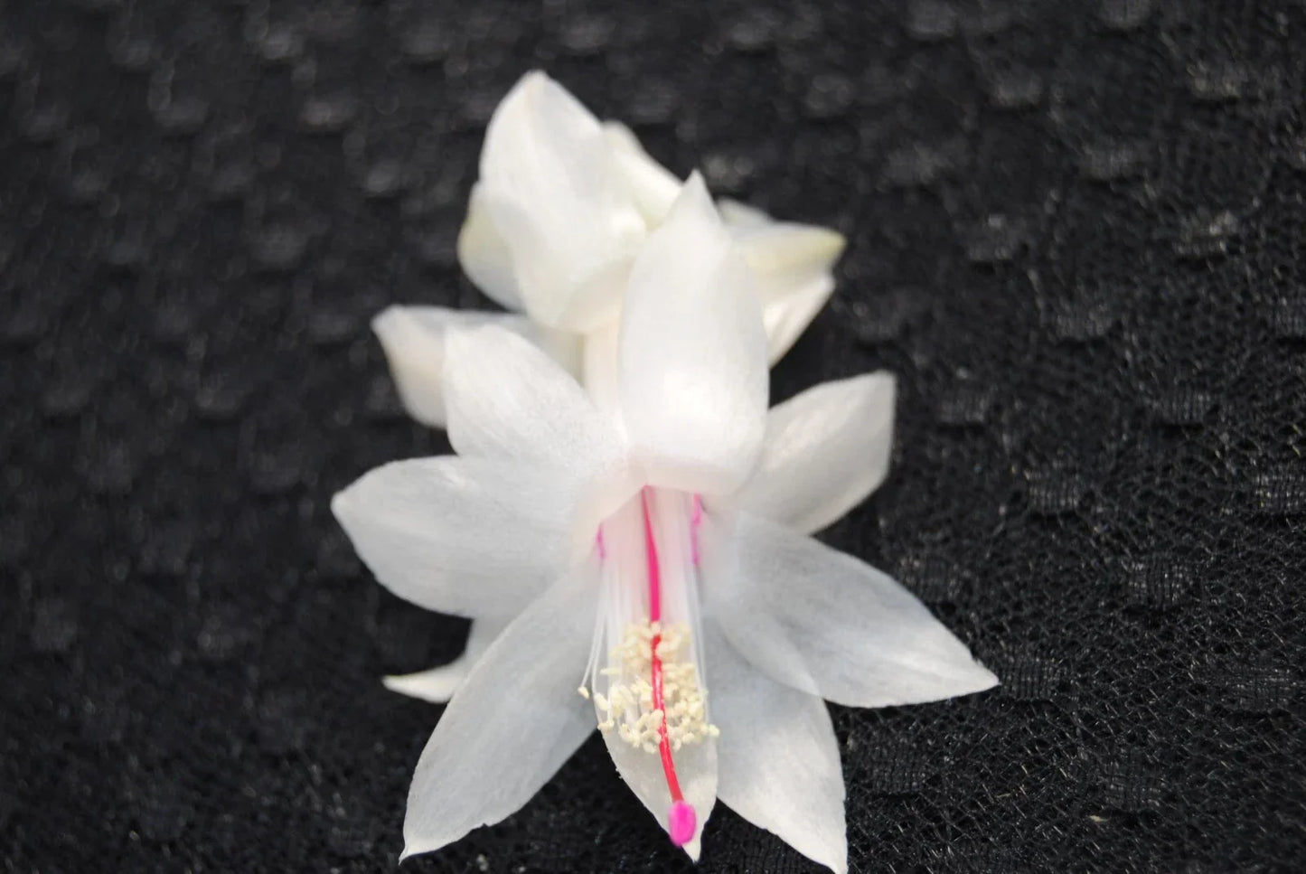 Christmas Cactus Starter Plant - Schlumbergera Truncata - Well Rooted Indoor/Outdoor Plant