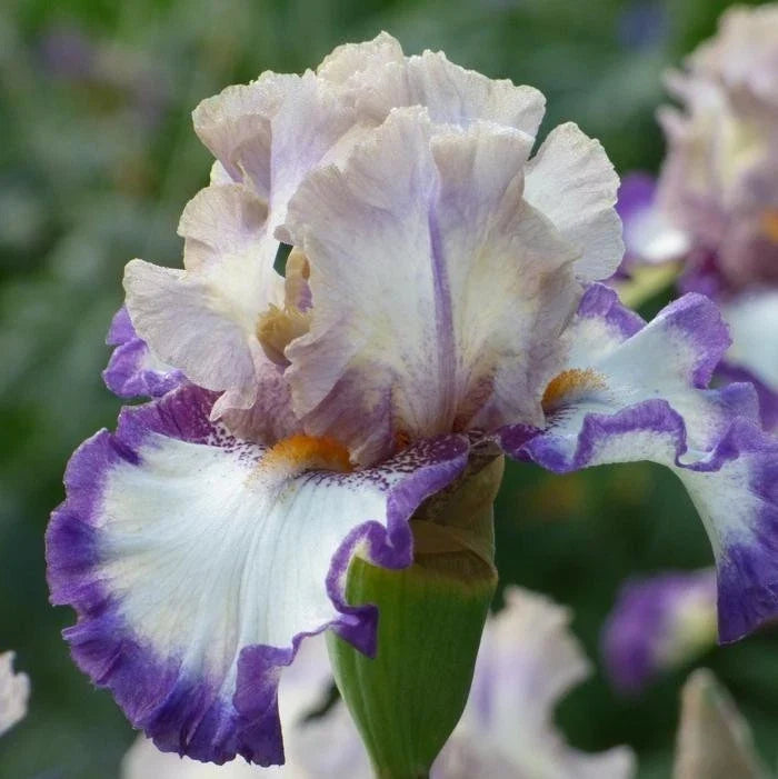 Iris Germanica Rhizome - Gray's Peak Variety - Bearded Iris Flower Plant for Garden - Lavender-Blue Blooms