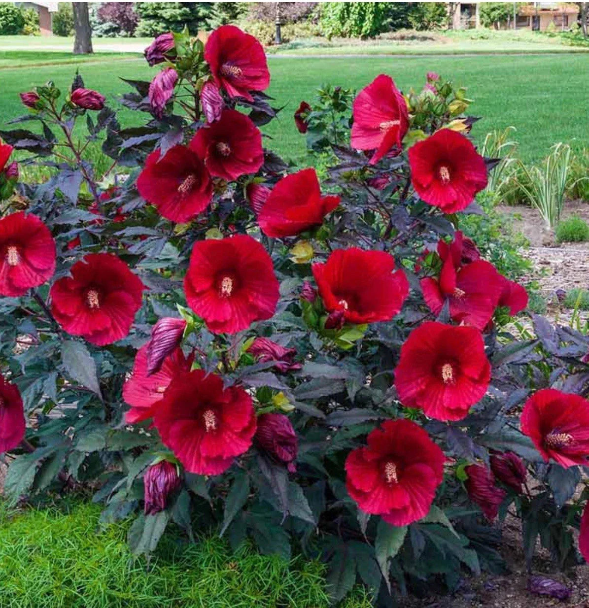 Midnight Marvel Hardy Hibiscus Starter Plant - Hibiscus moscheuto for Gardens & Containers